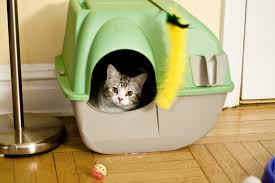 How to choose a cat litter box